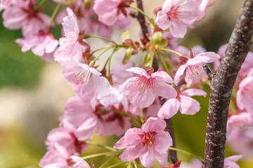 雅桜