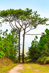 Fototapeta na wymiar Two high pine trees on the way in high mountain