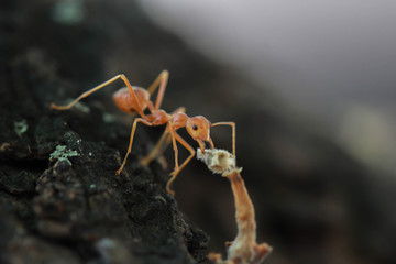 ant