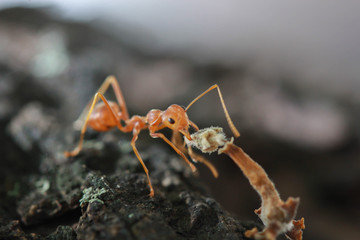 ant