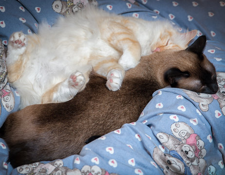 heilige Birma schmust mit Siam Katze