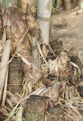 Bamboo shoots