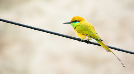 Green Bee Eater
