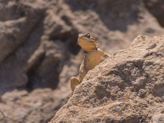 Lizard on rocks