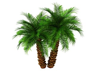 palm tree