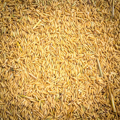 Paddy rice background