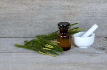 Bärlapp, Lycopodium, Tinktur, Naturheilkunde, Homöopathie