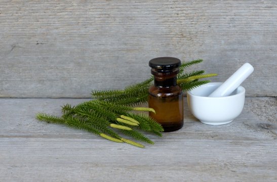 B&auml;rlapp, Lycopodium, Tinktur, Naturheilkunde, Hom&ouml;opathie