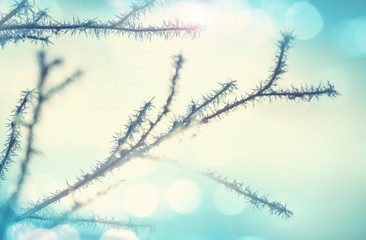 Frozen tree