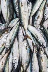Obraz premium Fish