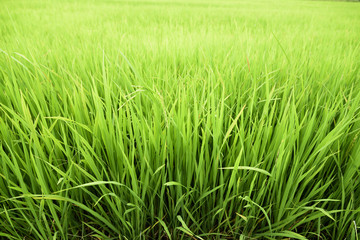 lush green paddy rice spring