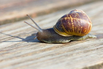 Snail