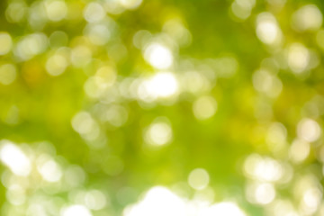 Fototapeta premium Natural green bokeh abstract background
