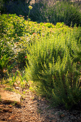 rosemary - aromatic herbs