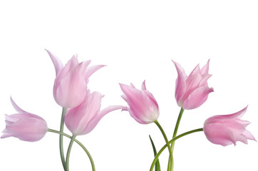 Beautiful pink tulips isolated on white background