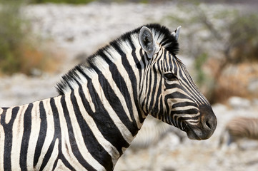 Fototapeta na wymiar Portrait of a beautiful zebra