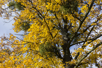 Green mistletoe in the crown of maple tree