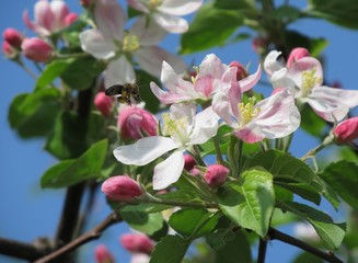 Fototapeta na wymiar Twigs of apple tree with pink blooms in spring and a bee
