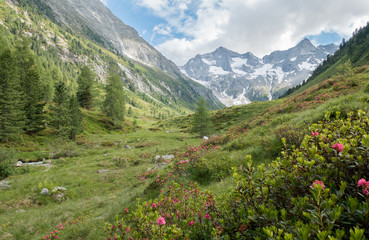 Almszene mit einem Feld voller Alpenrosen