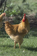 Barnyard Chickens