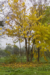 tree in the park in autumn