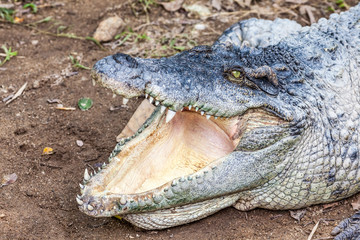 a crocodile with open mouth