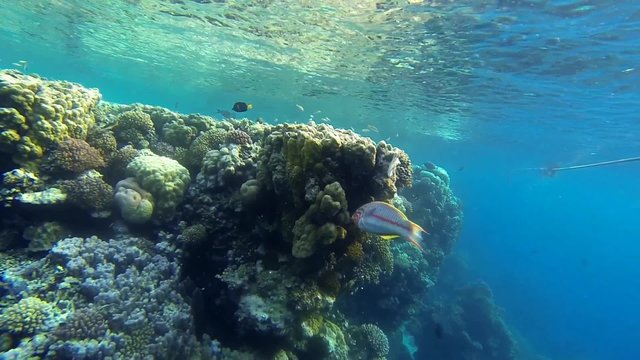 rotmeer junker schwimmt im meer in aegypten
