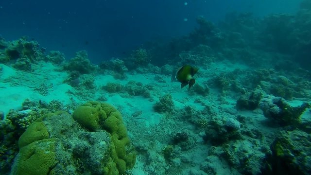 schneller gruener riesendrueckerfisch im meer
