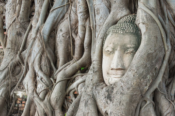 Buddha 's head in the tree roots