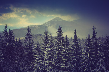 Fototapeta na wymiar Winter pine mountain forest. Fresh snow on the trees. 