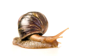 Snail on white