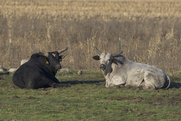 Rodeo Bull in a pasture