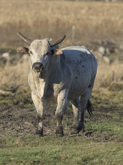 Rodeo Bull in a pasture