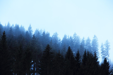 Foggy fir forest