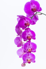 Fototapeta na wymiar White and Purple Phalaenopsis Orchid