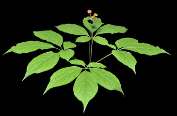 Ginseng (Panax ginseng) 14
