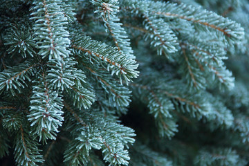 Fir branch background