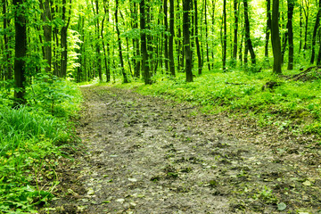 Fototapeta premium Forest background
