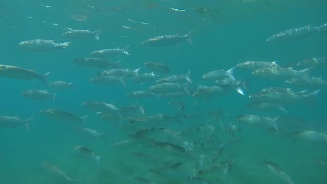 grosser schwarm stumpfmaul meeraeschen
