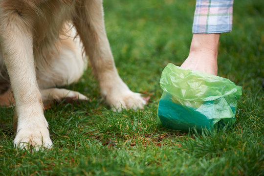 Owner Clearing Dog Mess With Pooper Scooper