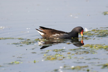 uccello gallinella d'acqua