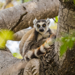 Obraz premium Ring tailed lemur on a tree