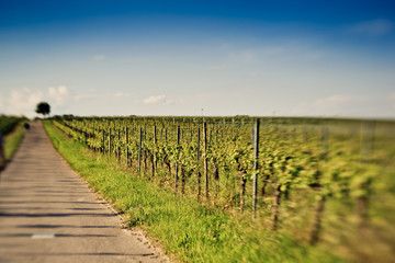 Fototapeta na wymiar Vineyards in Rhineland Palatinate in early summer