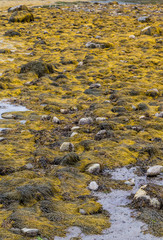 Seaweed Across Low Tide Basin