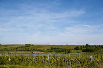 Fototapeta na wymiar Vineyards in Rhineland Palatinate in early summer