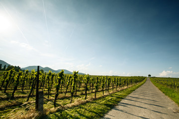 Vineyards in Rhineland Palatinate in early summer