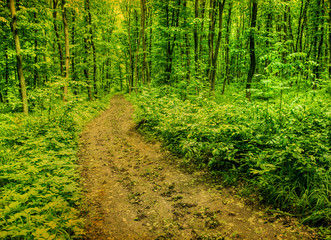 Obraz premium Forest background