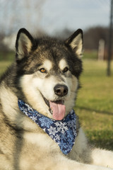 Alaskan Malamute