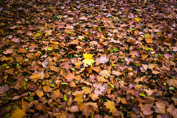 Autumn leaf fall
Multi-colored autumn leaves of a maple on a grass