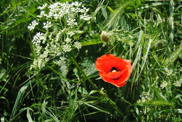 die Mohnblume in einem Gerstenfeld neben der Schafgarbe gibt dem Feld einen Farbklecks